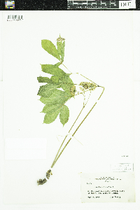 Aralia nudicaulis image