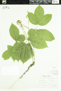 Aralia nudicaulis image
