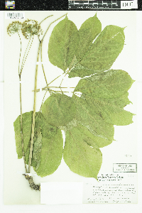Aralia nudicaulis image