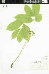Aralia nudicaulis image
