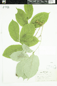 Aralia nudicaulis image