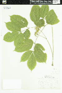 Aralia nudicaulis image
