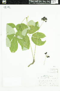 Aralia nudicaulis image