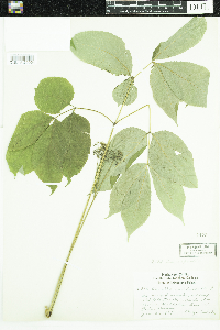 Aralia nudicaulis image