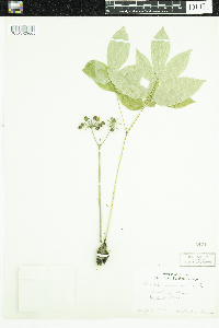 Aralia nudicaulis image