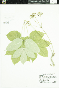 Aralia nudicaulis image