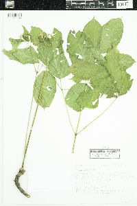 Aralia nudicaulis image