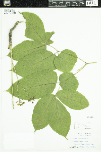 Aralia nudicaulis image