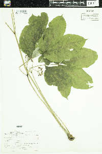 Aralia nudicaulis image