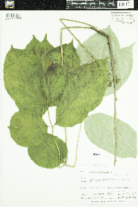 Aralia nudicaulis image