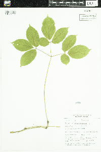 Aralia nudicaulis image
