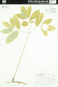 Aralia nudicaulis image