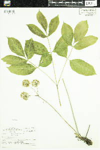 Aralia nudicaulis image