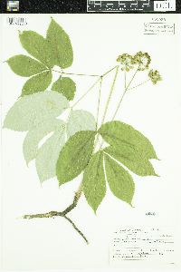 Aralia nudicaulis image