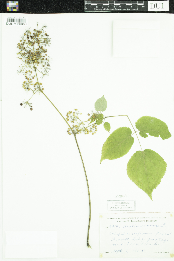 Aralia racemosa image