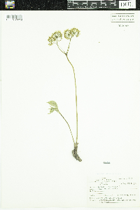 Aralia nudicaulis image