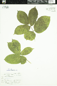 Aralia nudicaulis image