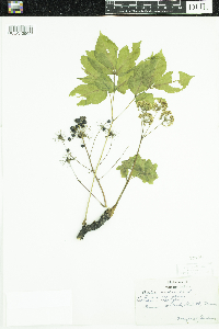 Aralia nudicaulis image