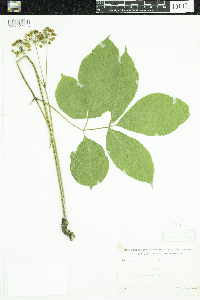 Aralia nudicaulis image