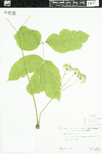Aralia nudicaulis image