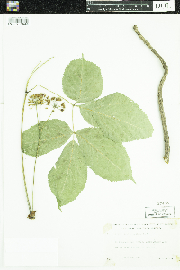 Aralia nudicaulis image