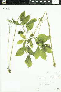 Aralia nudicaulis image