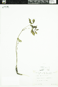 Aralia nudicaulis image