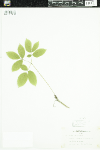 Aralia nudicaulis image