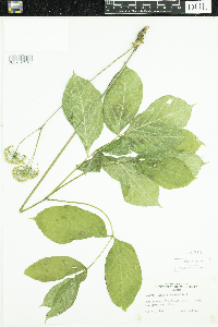 Aralia nudicaulis image