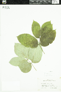 Aralia nudicaulis image
