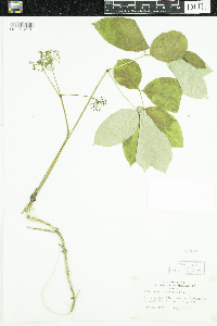 Aralia nudicaulis image