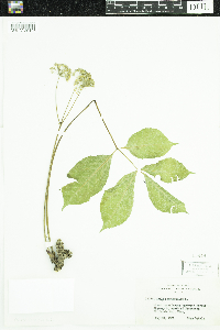 Aralia nudicaulis image
