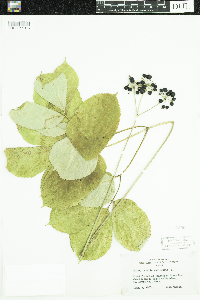 Aralia nudicaulis image