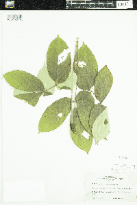 Aralia nudicaulis image