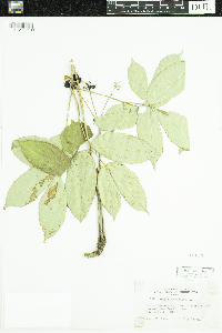 Aralia nudicaulis image