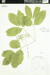 Aralia nudicaulis image