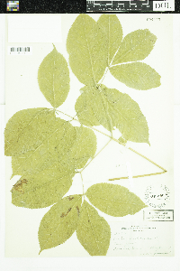 Aralia nudicaulis image