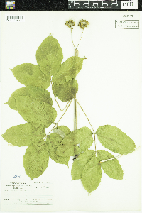 Aralia nudicaulis image
