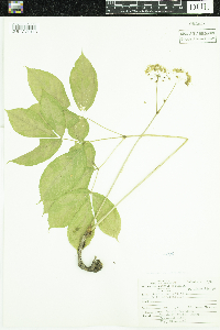 Aralia nudicaulis image