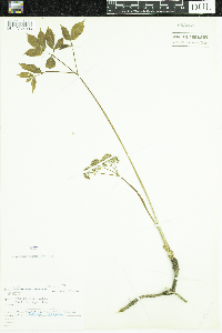 Aralia nudicaulis image