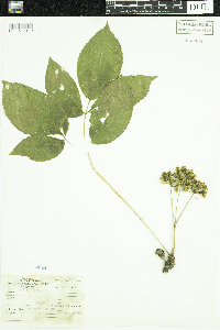 Aralia nudicaulis image