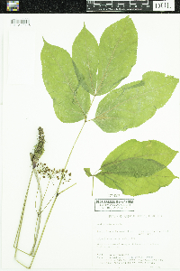 Aralia nudicaulis image