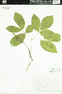 Aralia nudicaulis image