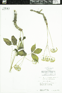 Aralia nudicaulis image