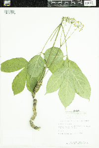 Aralia nudicaulis image