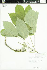 Aralia nudicaulis image