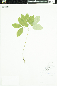 Aralia nudicaulis image