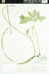 Aralia nudicaulis image