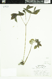 Aralia nudicaulis image