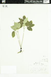 Aralia nudicaulis image